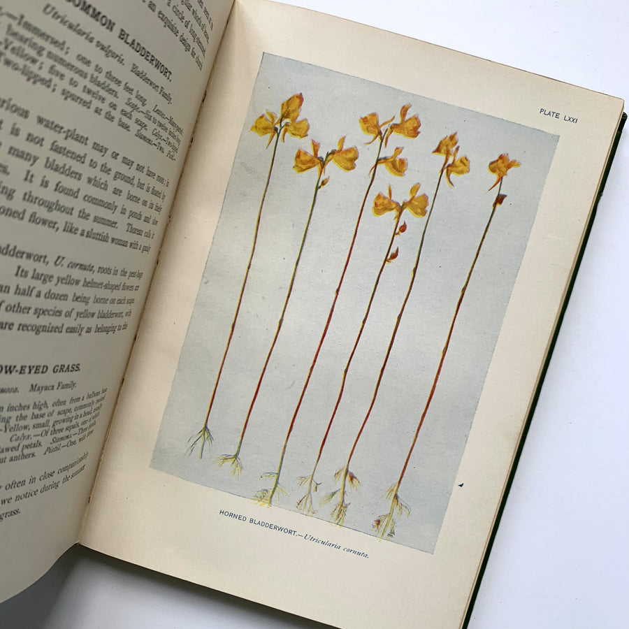 1903 - How To Know The Wild Flowers
