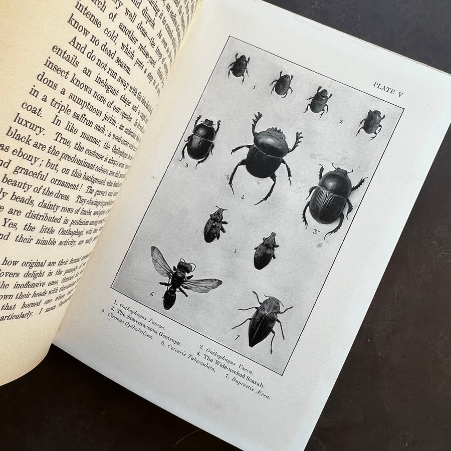 1911 - The Life and The Love Of The Insect