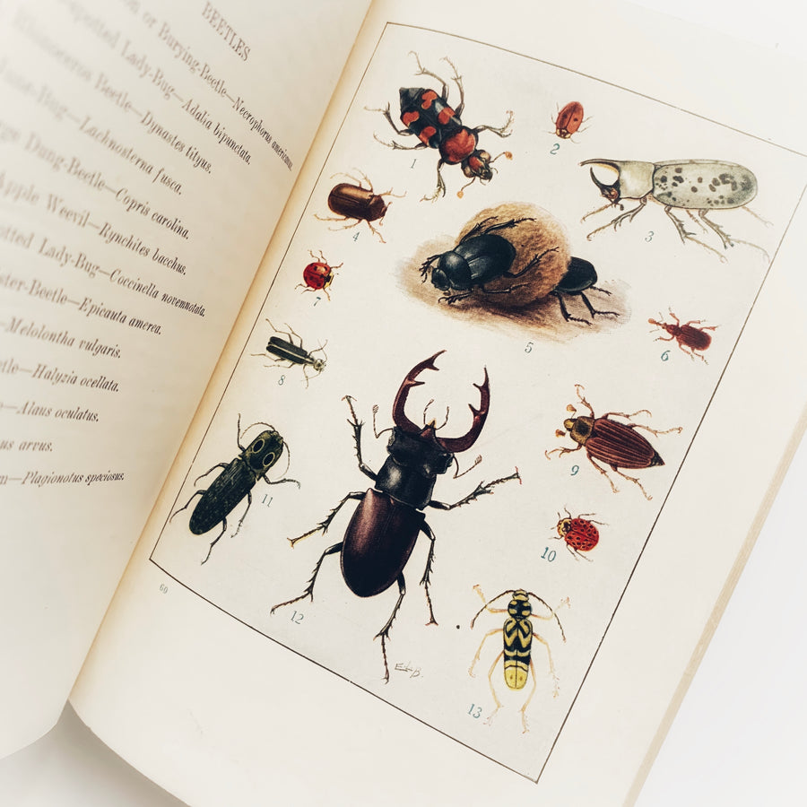 1918 - Knowing Insects Through Stories, First Edition