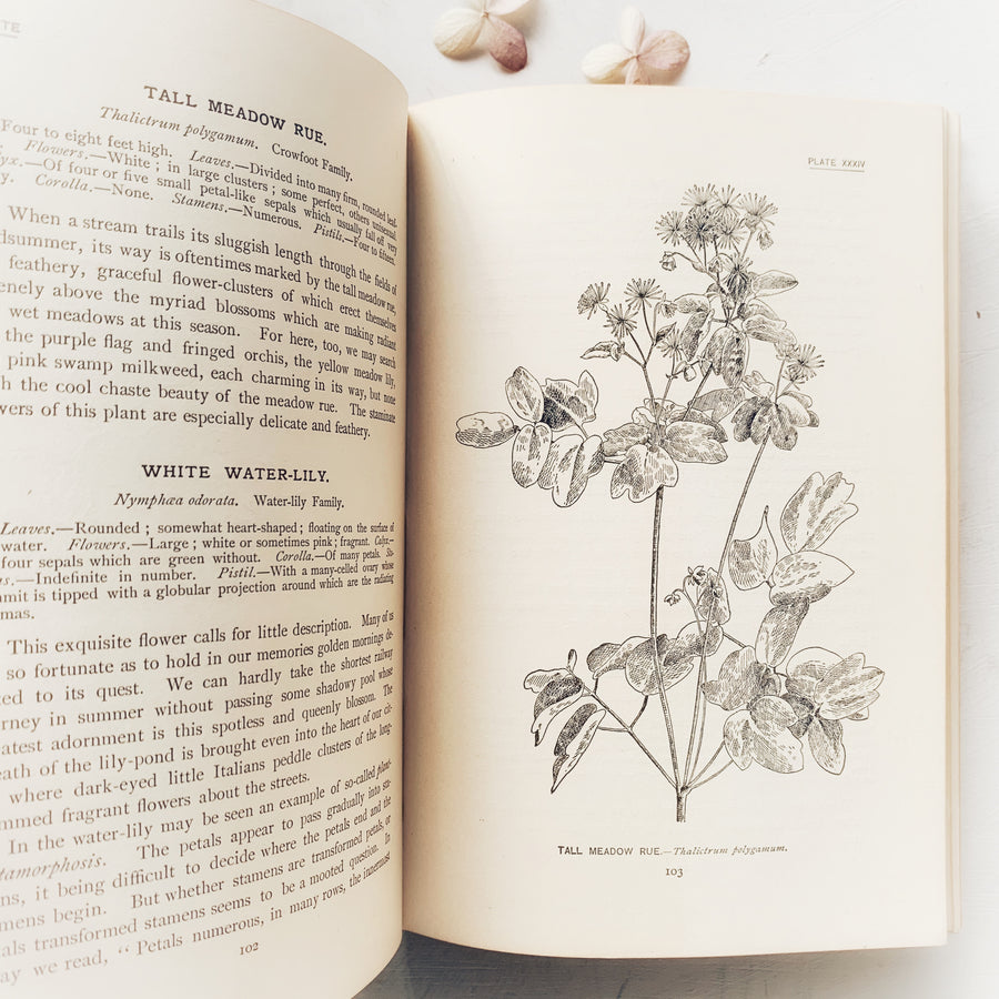 1898 - How to Know The Wild Flowers