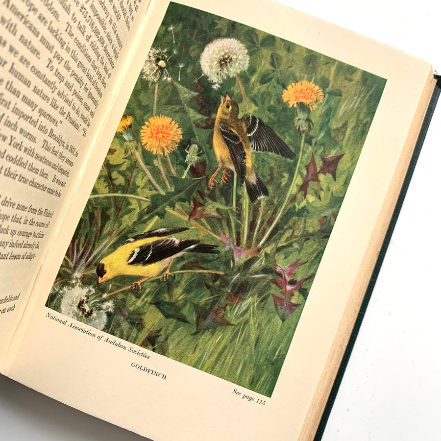 The Nature Library Set; Butterflies, Wild Flowers, Birds, & Trees