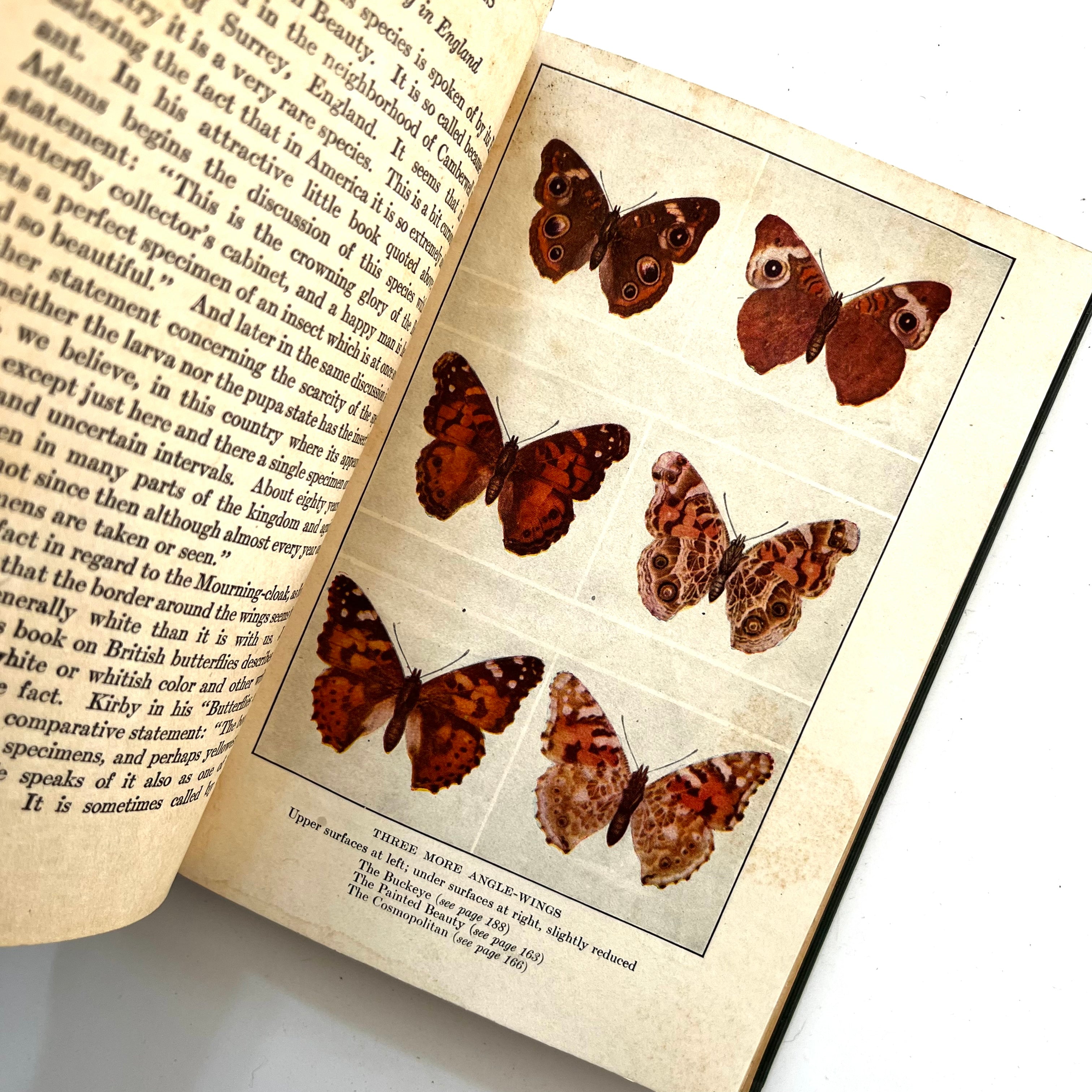 1922 - Little Nature Library; Butterflies – Honey Bee Mill