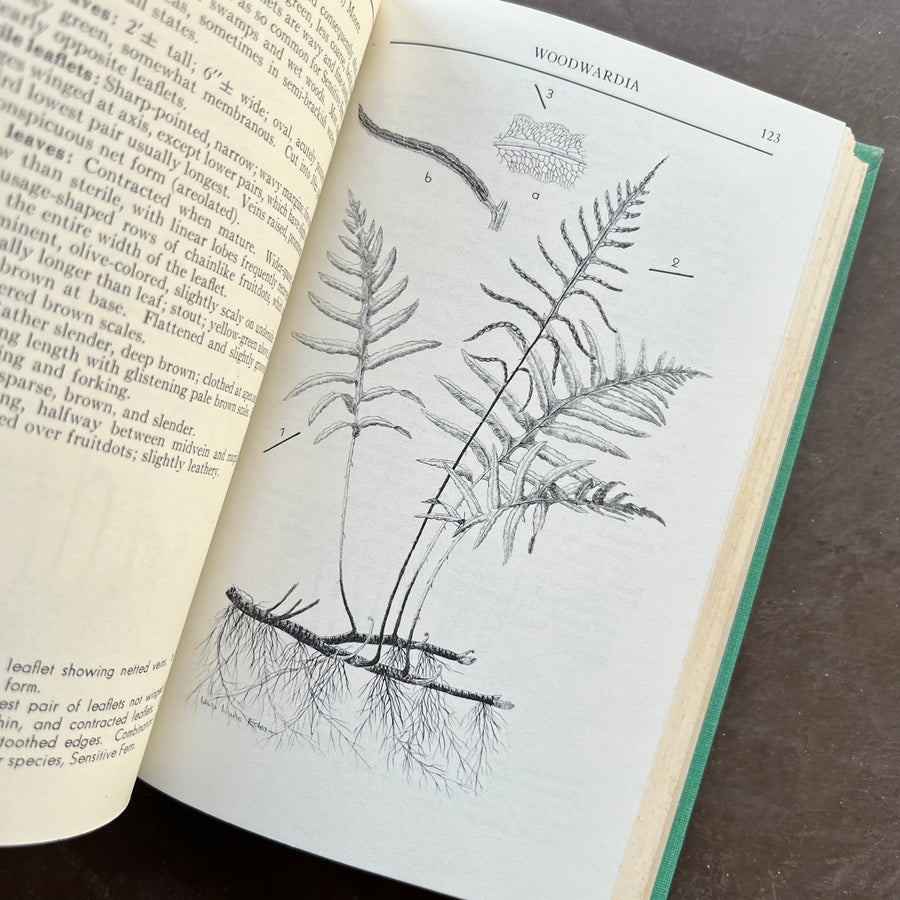 1963 - A Field Guide To The Ferns