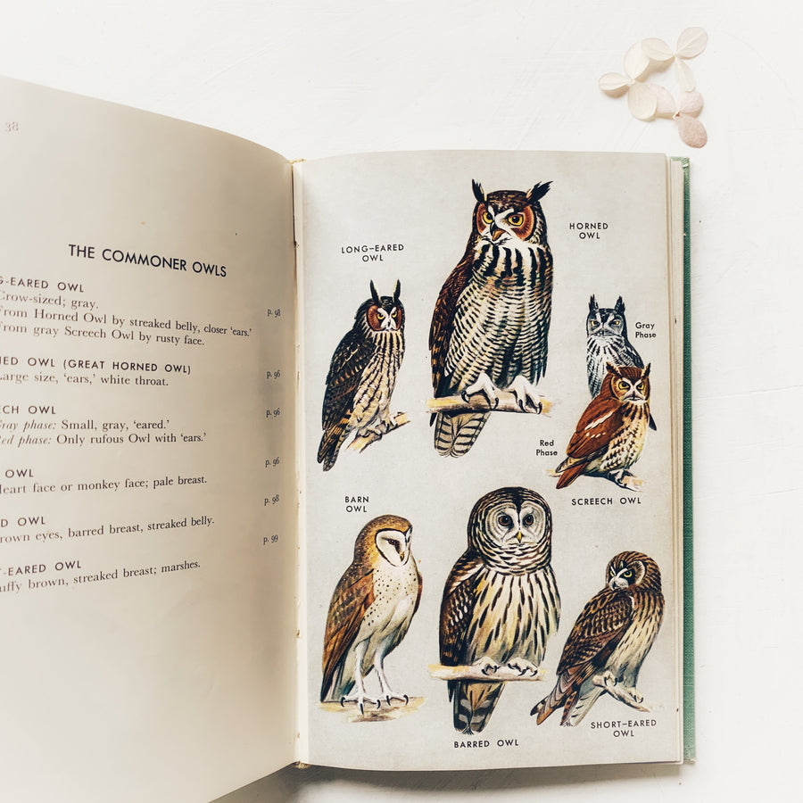 A Field Guide To The Birds
