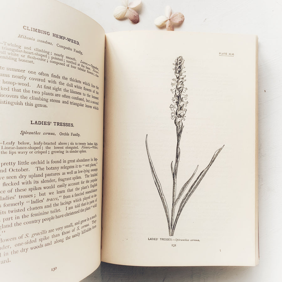 1898 - How to Know The Wild Flowers