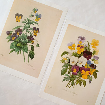 Pair of Pansy Botanical Prints, Original Prints, Book Plates