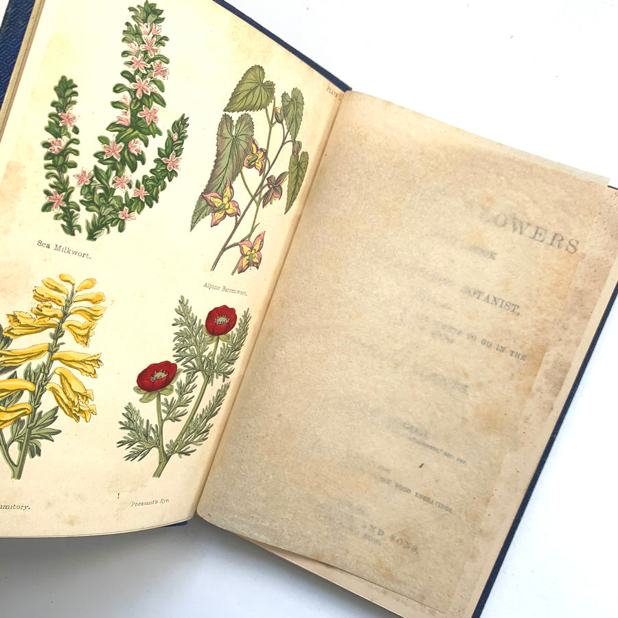 1870 - Field Flowers, A Handy-Book for The Rambling Botanist, Suggesting What to Look For and Where to Go In the OUT-door Study of British Plants