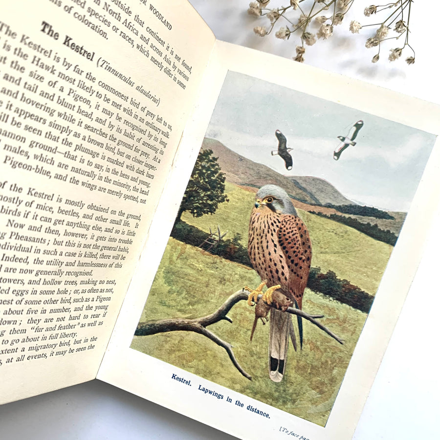Birds of the Countryside, A Handbook of British Birds