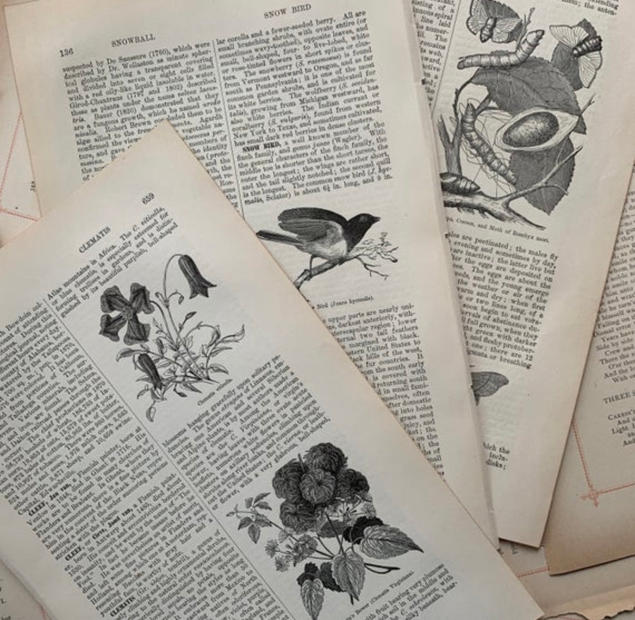 1879 - Nature, Birds, Flowers, Botany, Antiquarian Encyclopedia Art for Journaling/ Scrapbooking