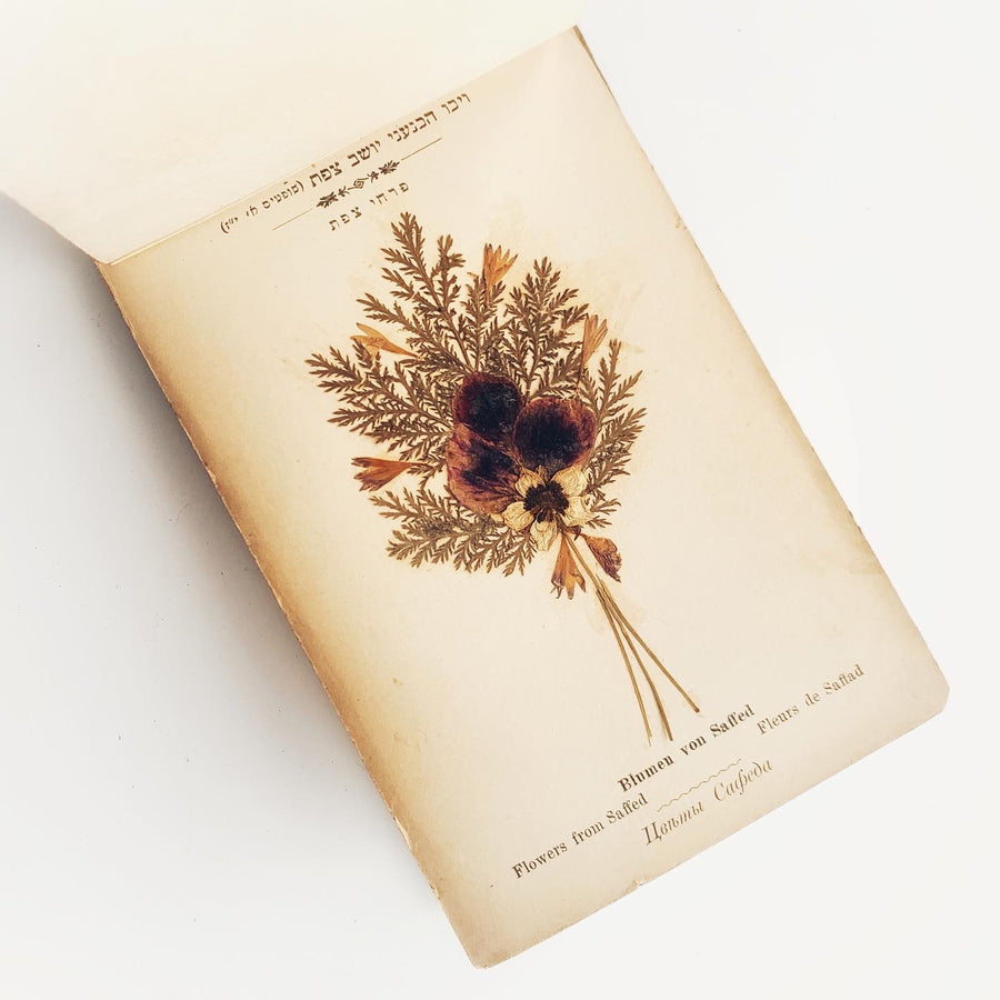 c.Early 1900s - Flowers of the Holy Land/ Jerusalem, Herbarium