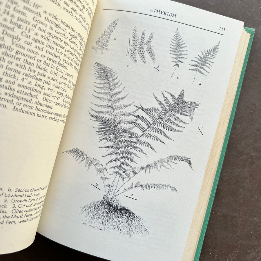 1963 - A Field Guide To The Ferns