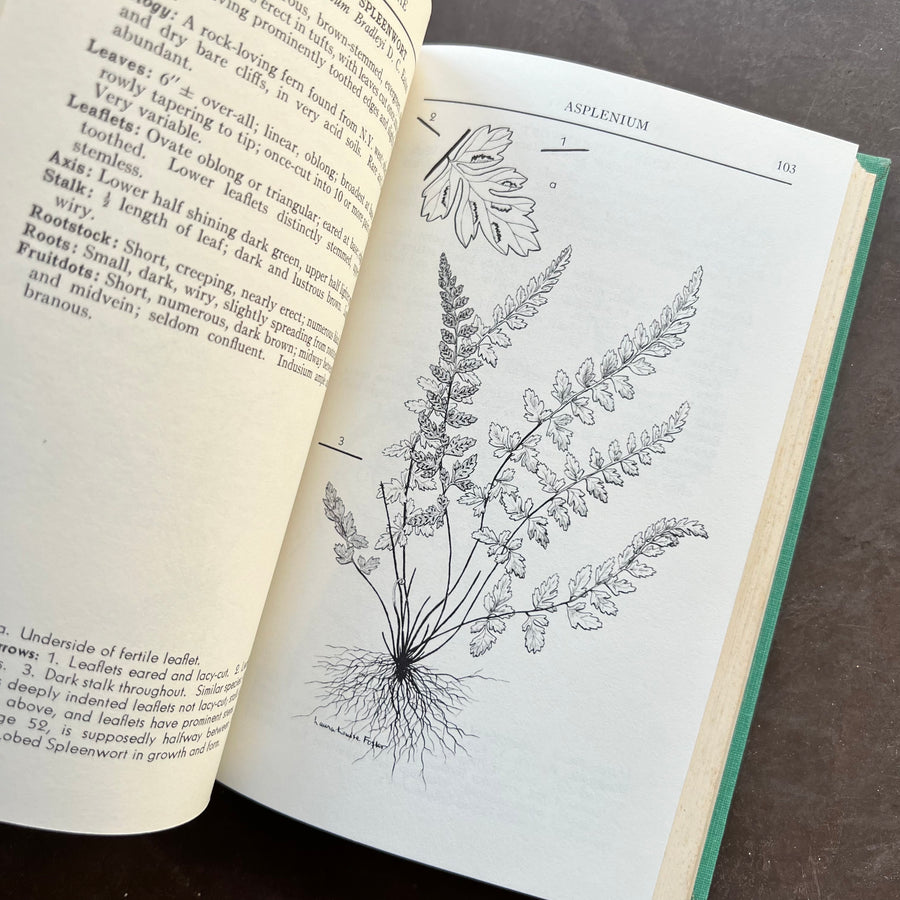 1963 - A Field Guide To The Ferns