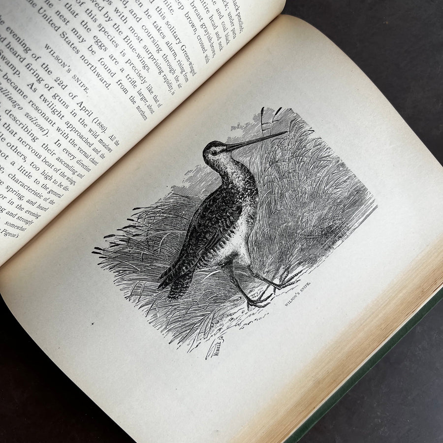 1884 - Our Birds In Their Haunts, First Edition