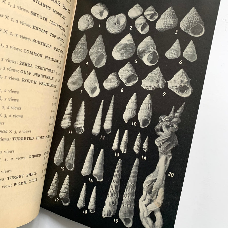 Shells Field Guide 1951 - A Field Guide to the Shells – Honey Bee Mill