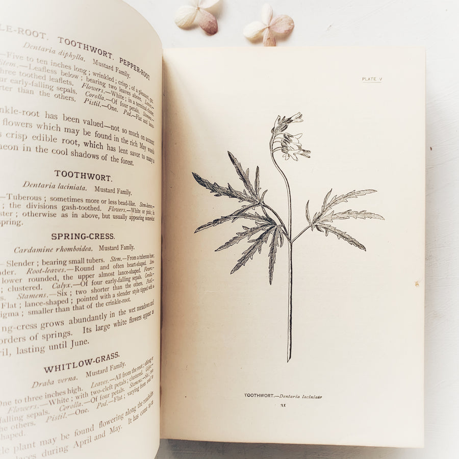 1898 - How to Know The Wild Flowers