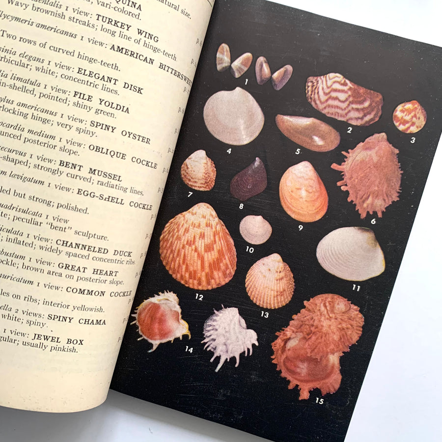 1951 - A Field Guide to the Shells