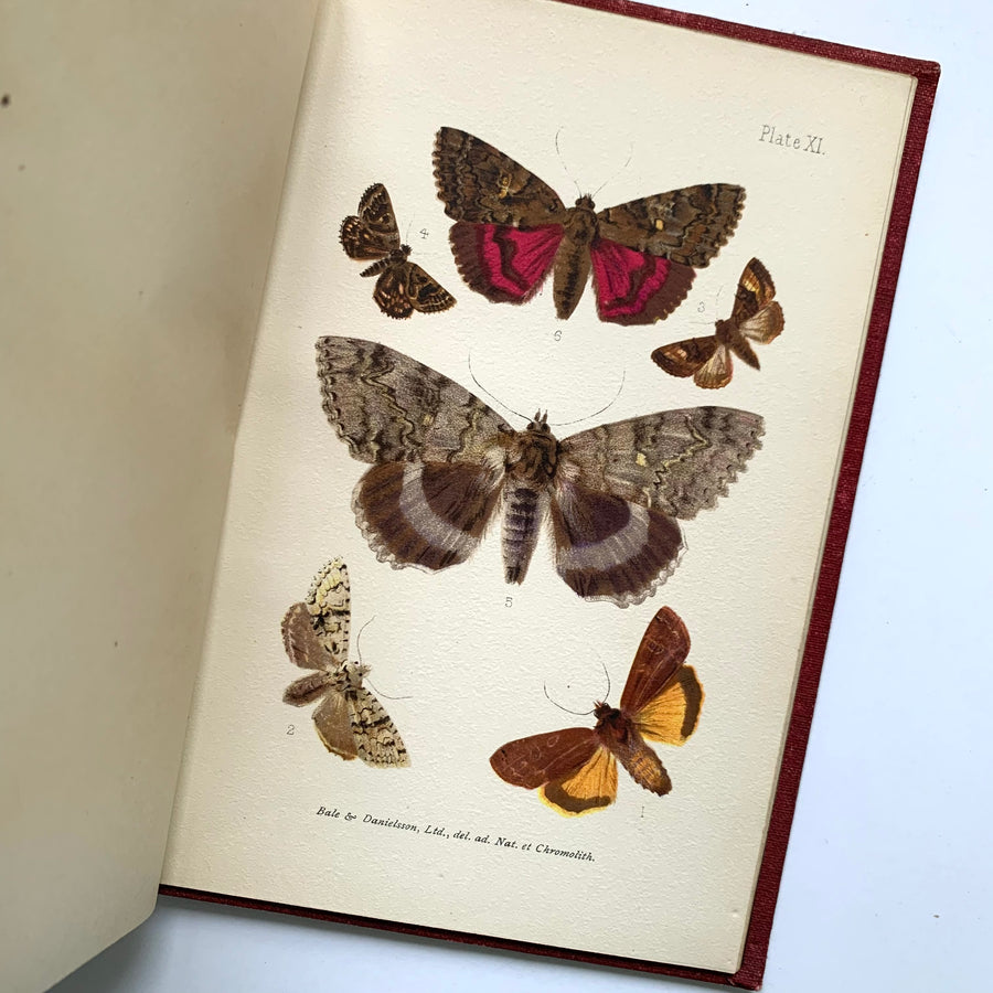 1905 - British Butterflies and Moths
