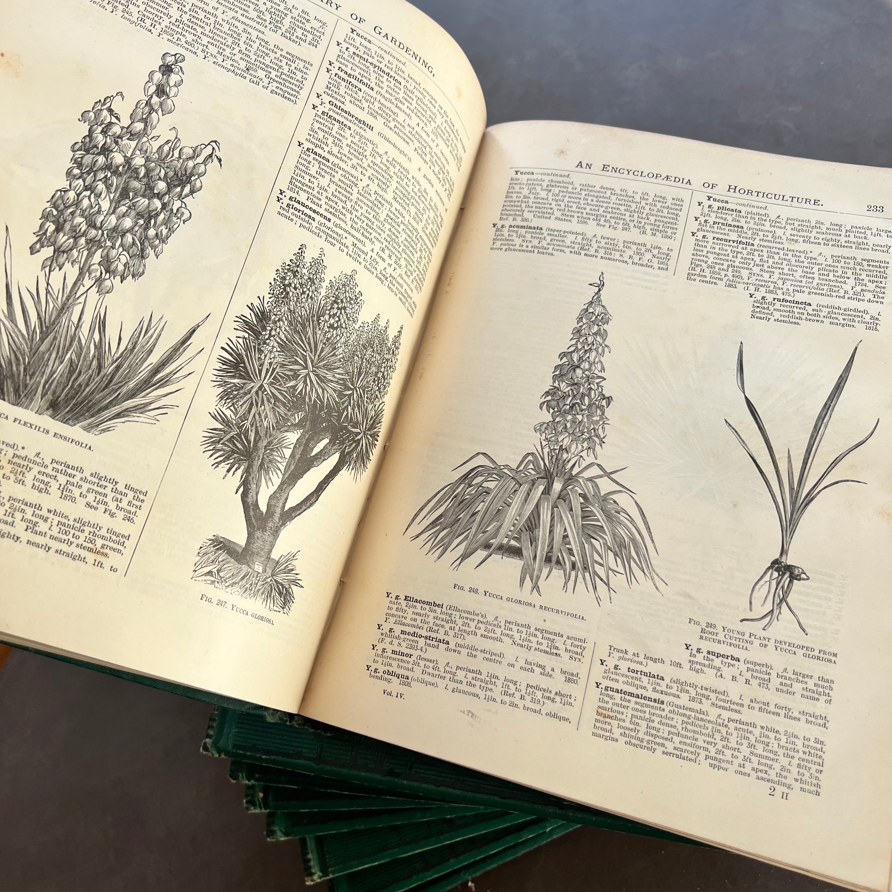 1889 - The Illustrated Dictionary of Gardening, A Practical and