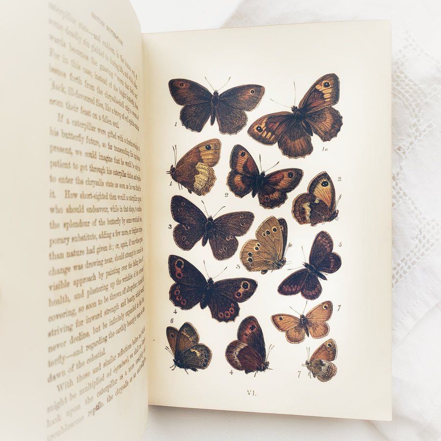 1891 - British Butterflies