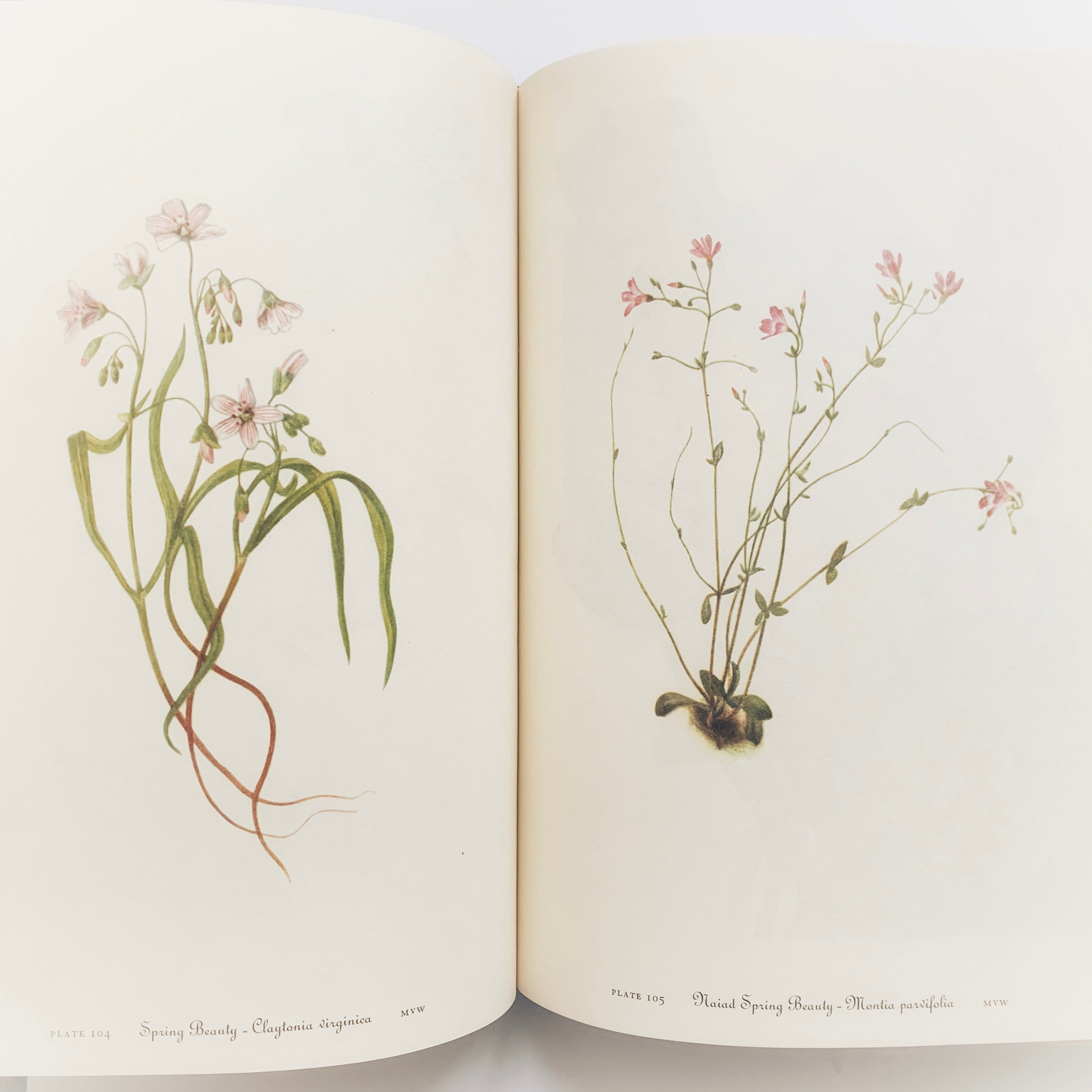 1953 - Wild Flowers of America – Honey Bee Mill