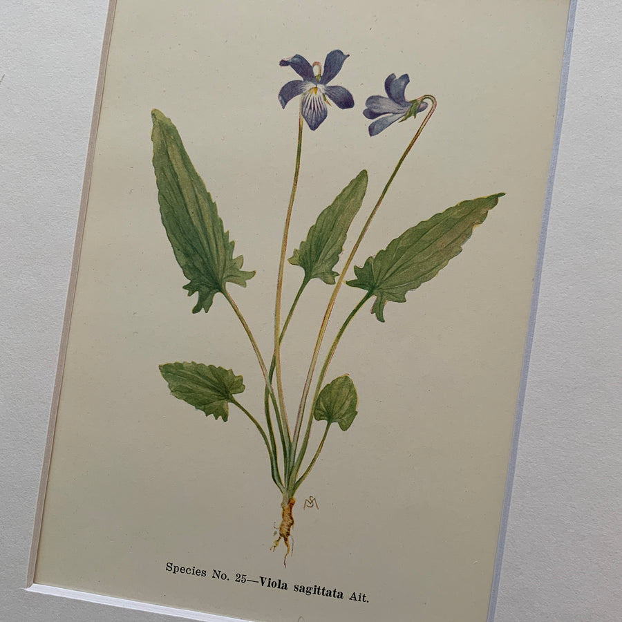 1921 - Violet Original Botanical Color-Plate