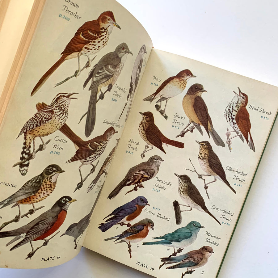 Copy of 1949 - Audubon Bird Guide; Eastern Land Birds