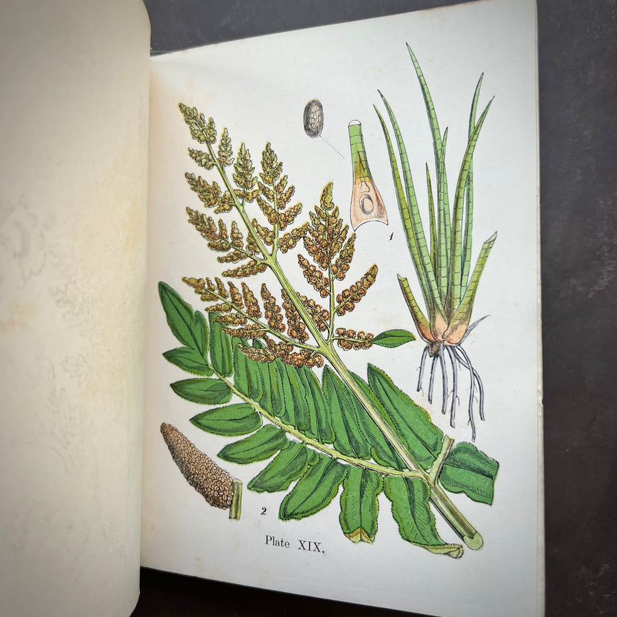 1859 - A Popular History of the British Ferns And The Allied Plants Comprising The Club-Mosses, Pepperworts, and Horsetails