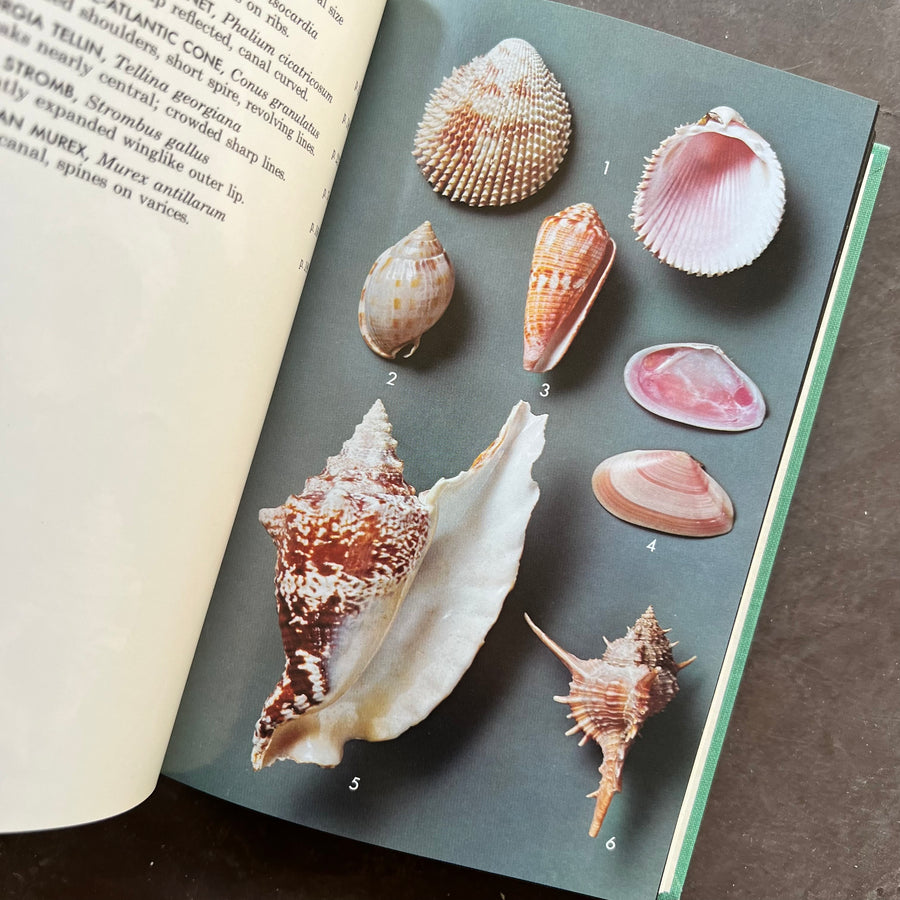 Shells Field Guide 1973 - A Field Guide To Shells – Honey Bee Mill