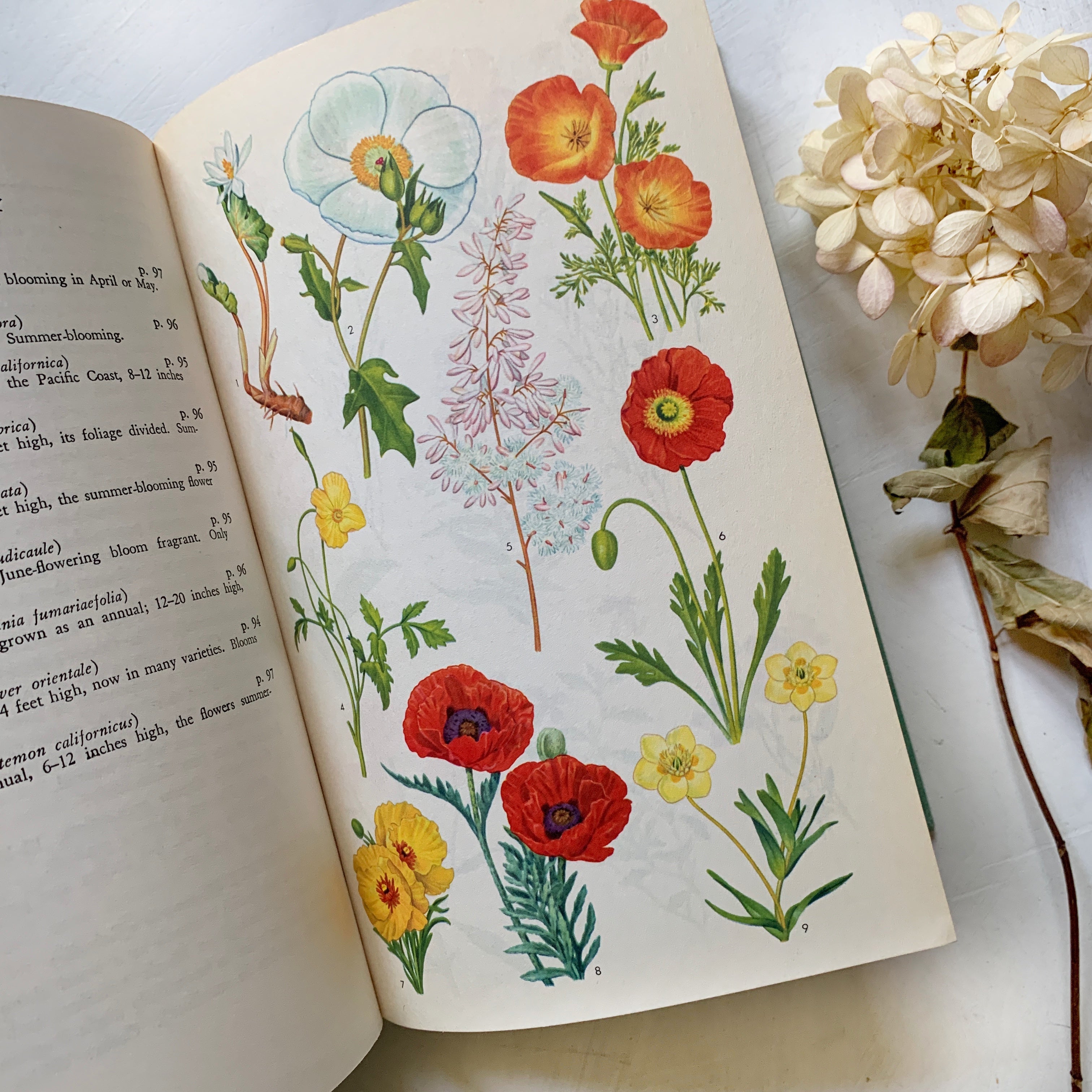1958, The Guide to Garden Flowers; Their Identity and Culture