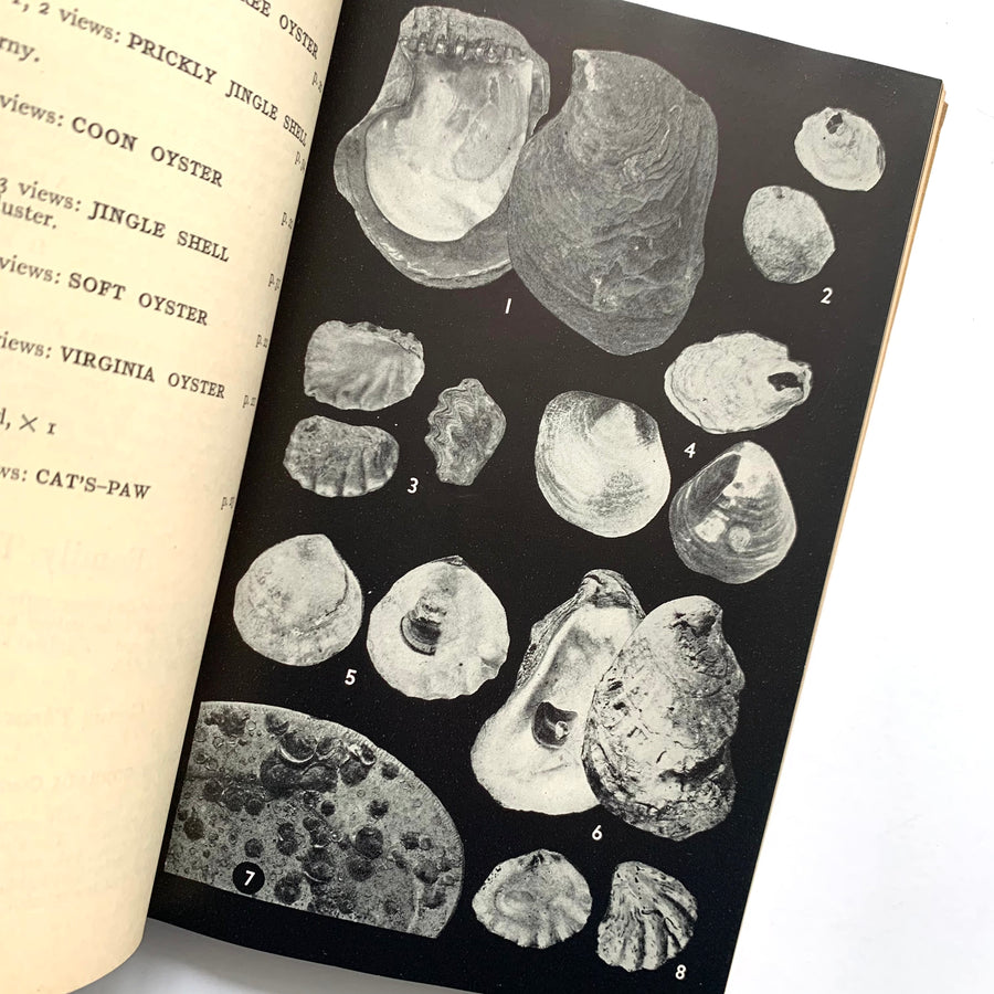 Shells Field Guide 1951 - A Field Guide to the Shells – Honey Bee Mill