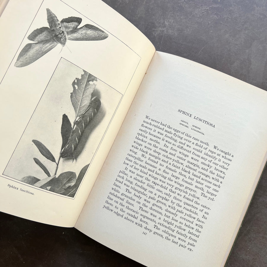 1902 - Caterpillars And Their Moths, First Edition