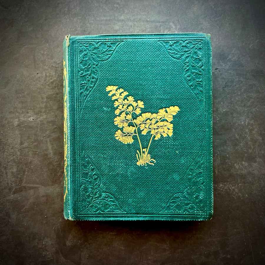 1859 - A Popular History of the British Ferns And The Allied Plants Comprising The Club-Mosses, Pepperworts, and Horsetails