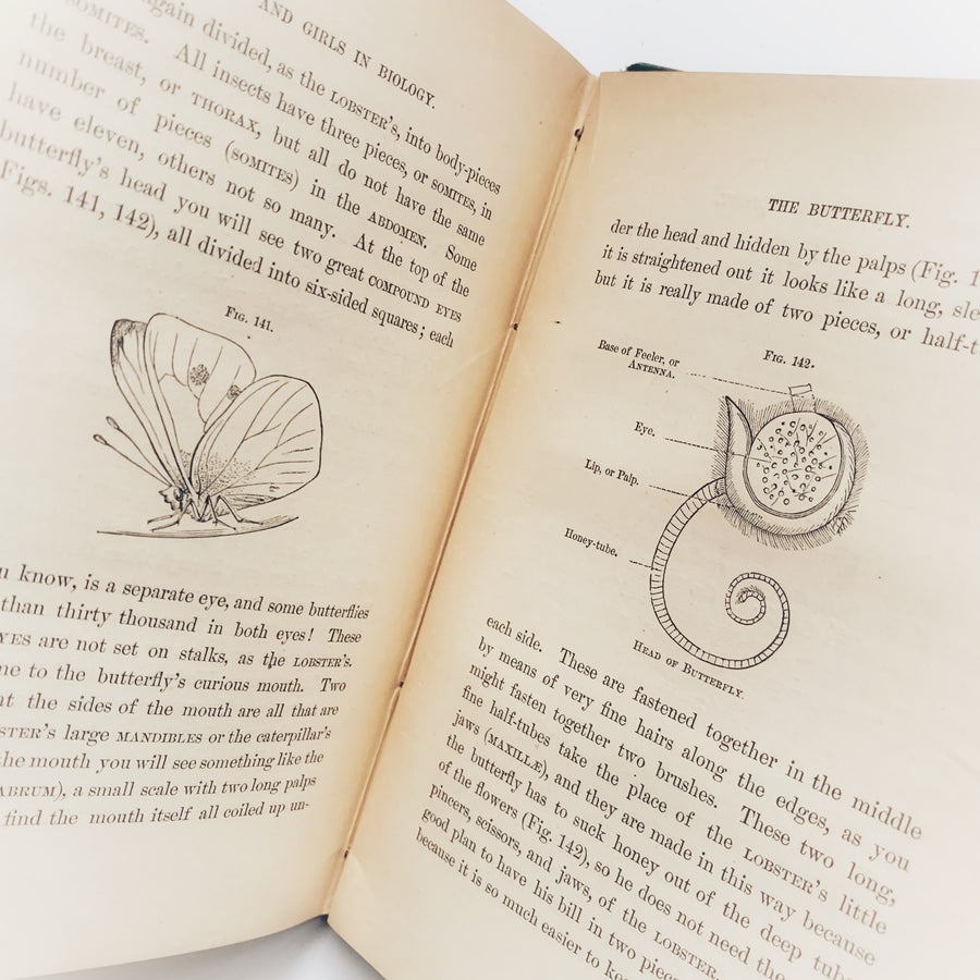 1875 - Boys and Girls in Biology OR Simple Studies of the Lower Forms of Life, First Edition