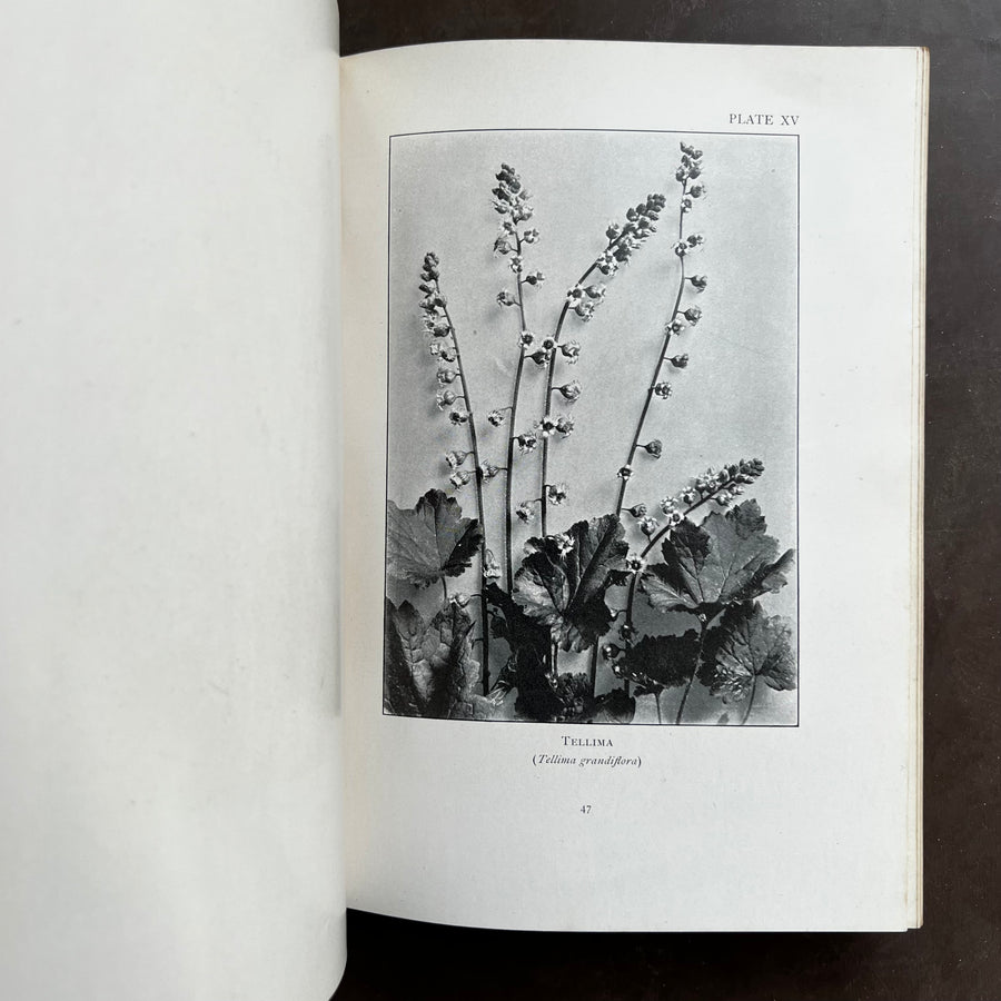 1906 - Mountain Wild Flowers of Canada, First Edition