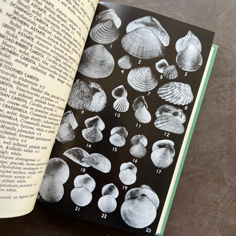 1973 - A Field Guide To Shells