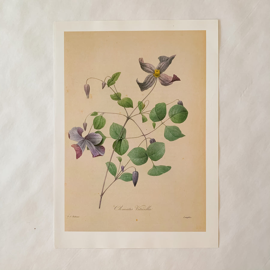 Pair of Purple Floral Botanical Prints, Original Prints, Book Plates