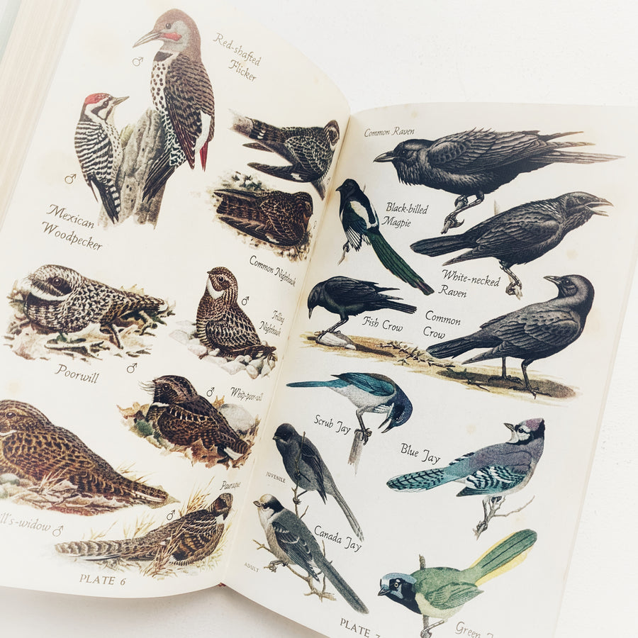 1946 - Audubon Bird Guide; Eastern Land Birds
