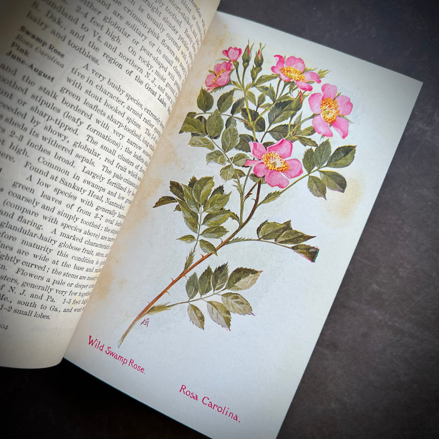 1927 - Field Book of American Wild Flowers
