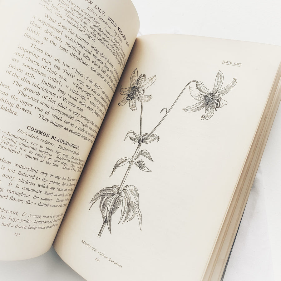 1898 - How To Know The Wild Flowers