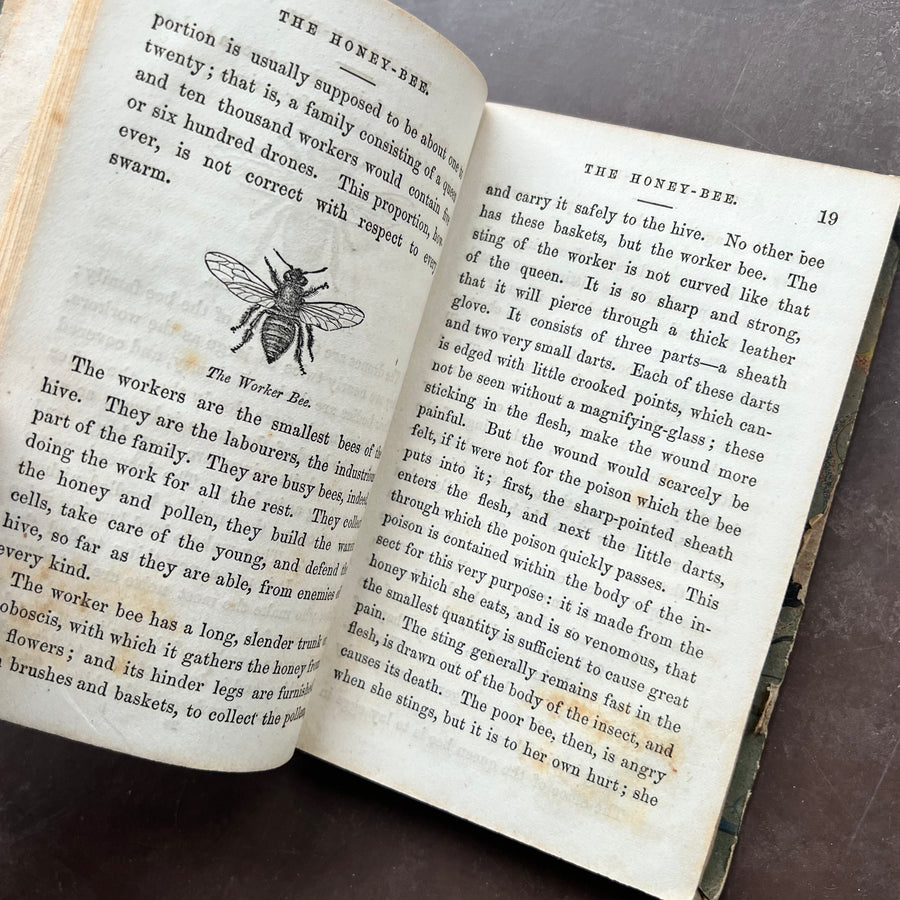 1851 - The Hive and Its Wonders, First Edition