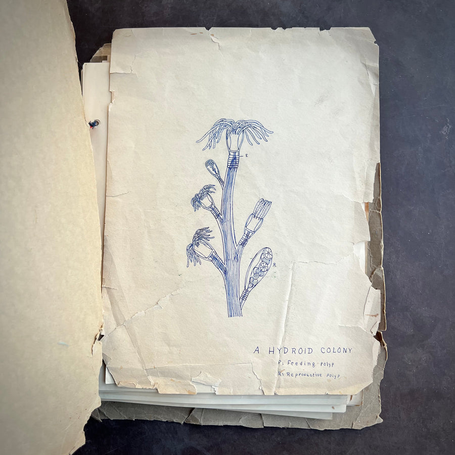 1931 - Botany/ Herbarium