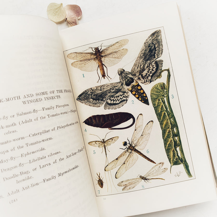 1918 - Knowing Insects Through Stories, First Edition