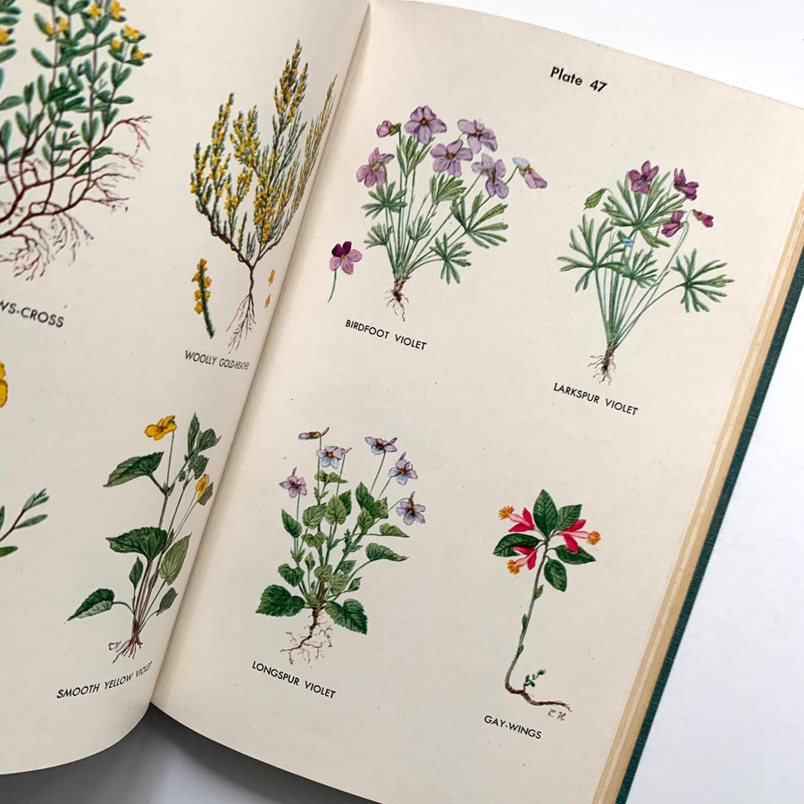 1948 - Wild Flower Guide, Northeastern and Midland United States