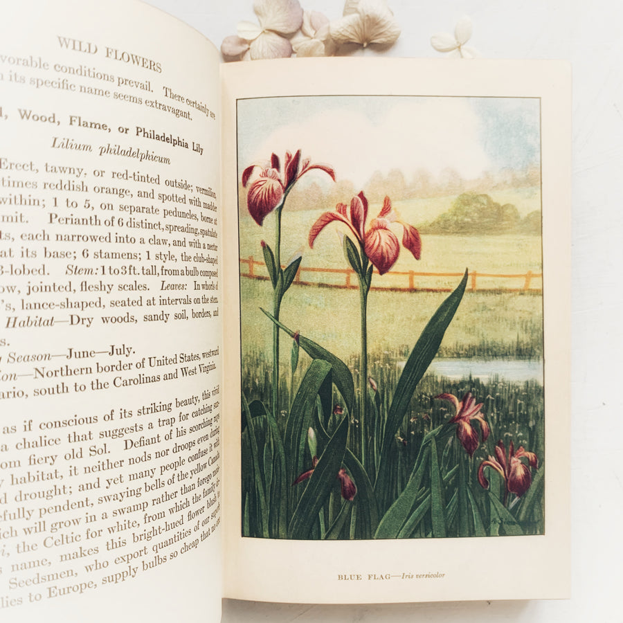 1926 - Nature Library Wild Flowers