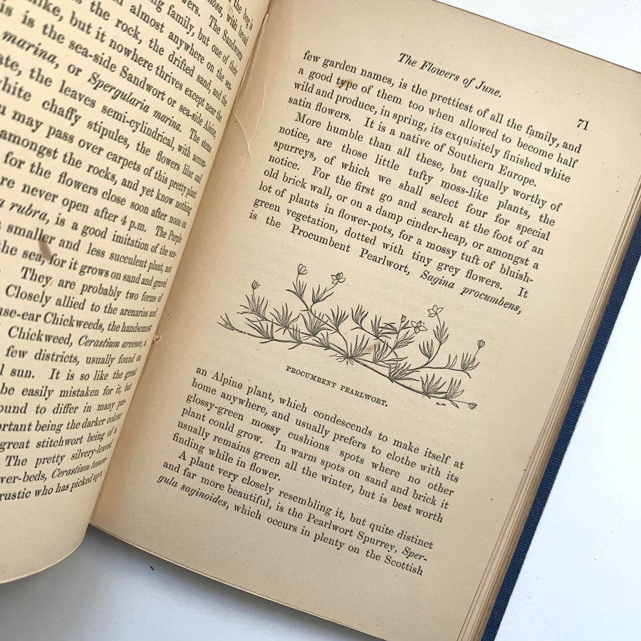 1870 - Field Flowers, A Handy-Book for The Rambling Botanist, Suggesting What to Look For and Where to Go In the OUT-door Study of British Plants