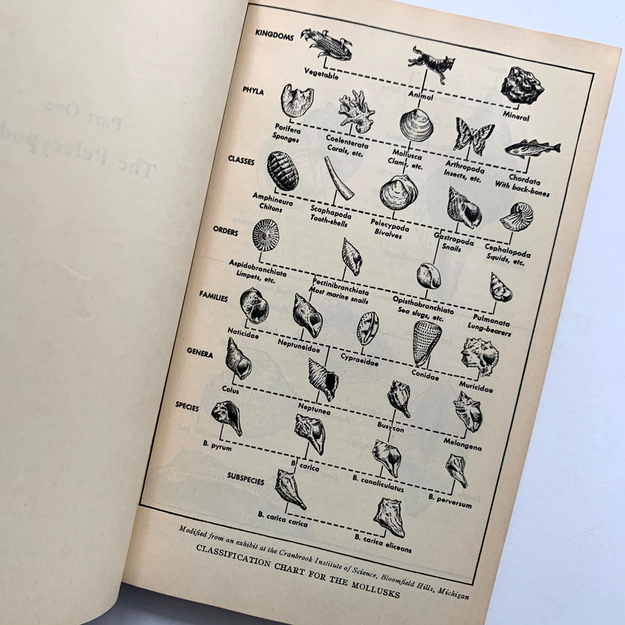 Shells Field Guide 1951 - A Field Guide to the Shells – Honey Bee Mill