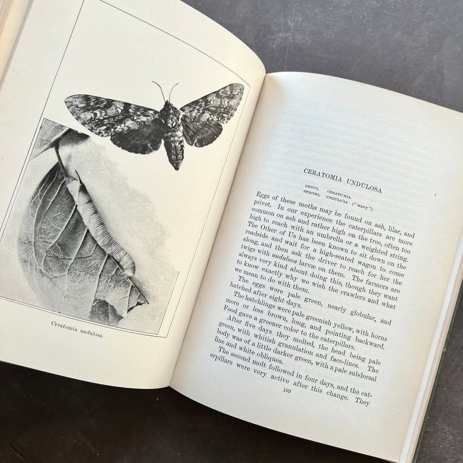 1902 - Caterpillars And Their Moths, First Edition