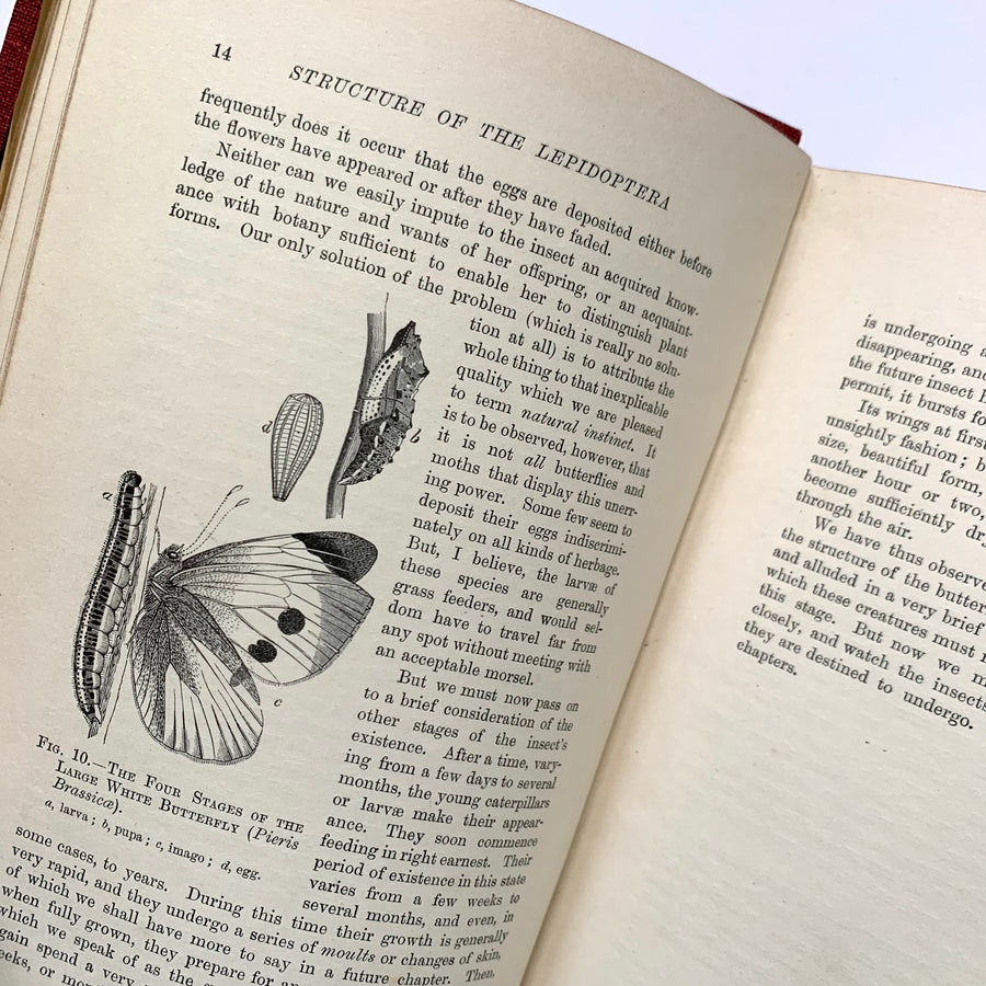 1905 - British Butterflies and Moths