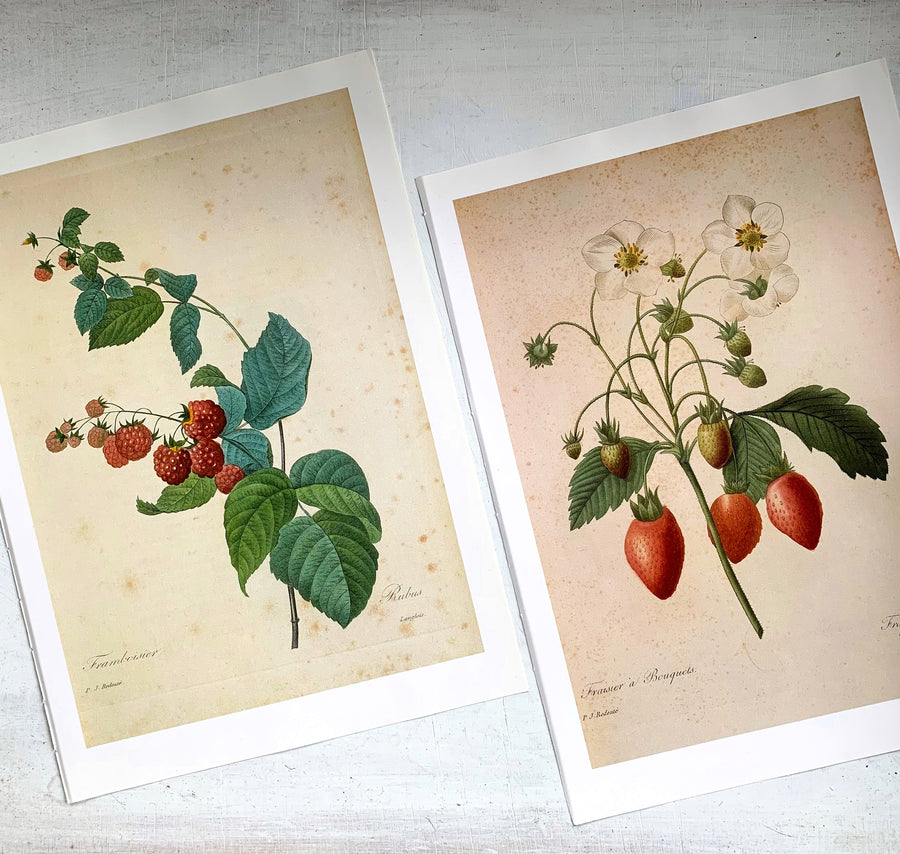 Set of Botanical Prints, Raspberry and Strawberry Original Prints, Book Plates