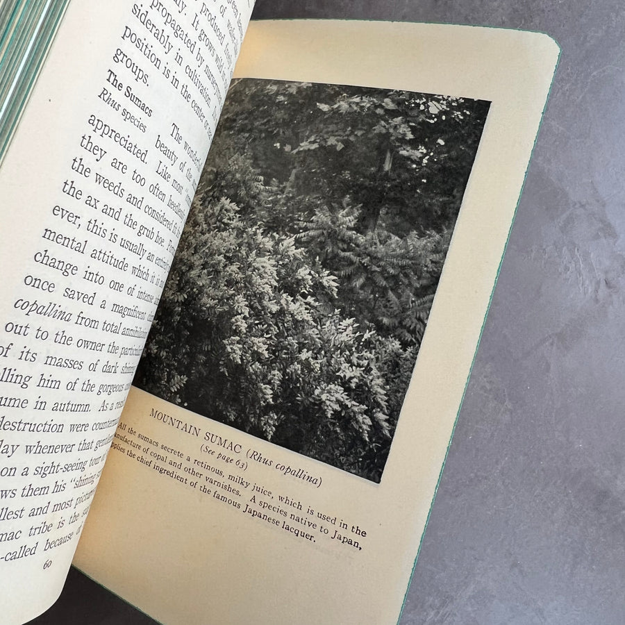1929 - Wild Flowers and Ferns: In Their Homes and In Our Gardens